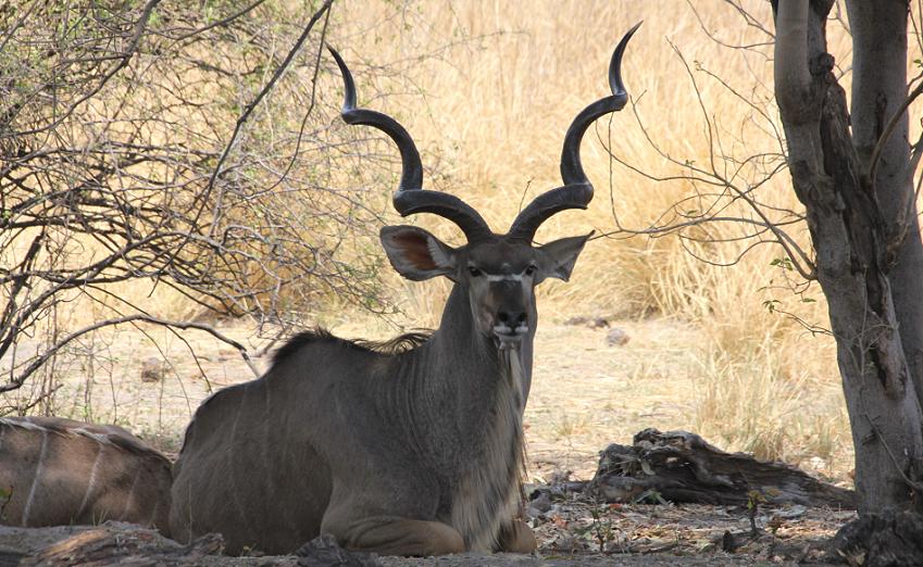 Bwabwata National Park - Buffalo Core Area