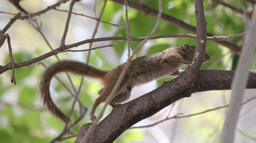 Smith-Buschhörnchen (Paraxerus cepapi)