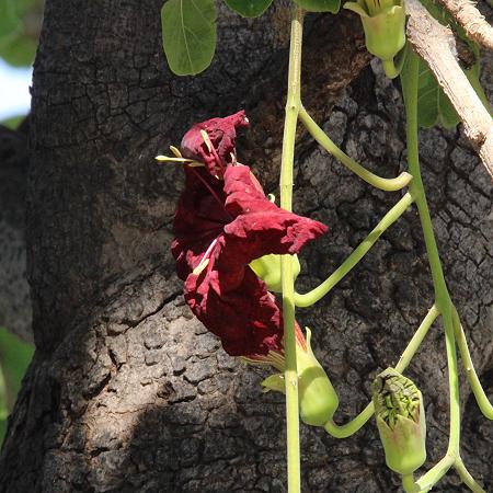 Bwabwata National Park - Buffalo Core Area