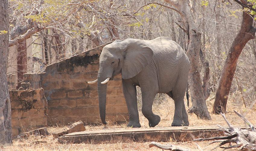 Bwabwata National Park - Buffalo Core Area