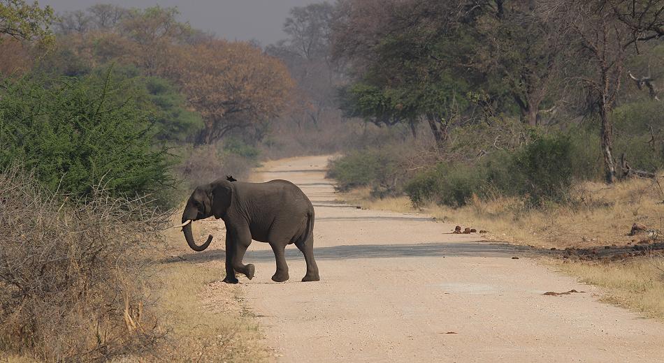 Bwabwata National Park - Buffalo Core Area