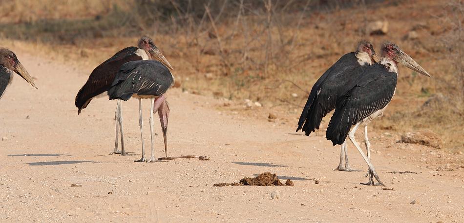 Bwabwata National Park - Buffalo Core Area