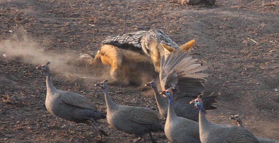 Schabrackenschakal jagt Tauben