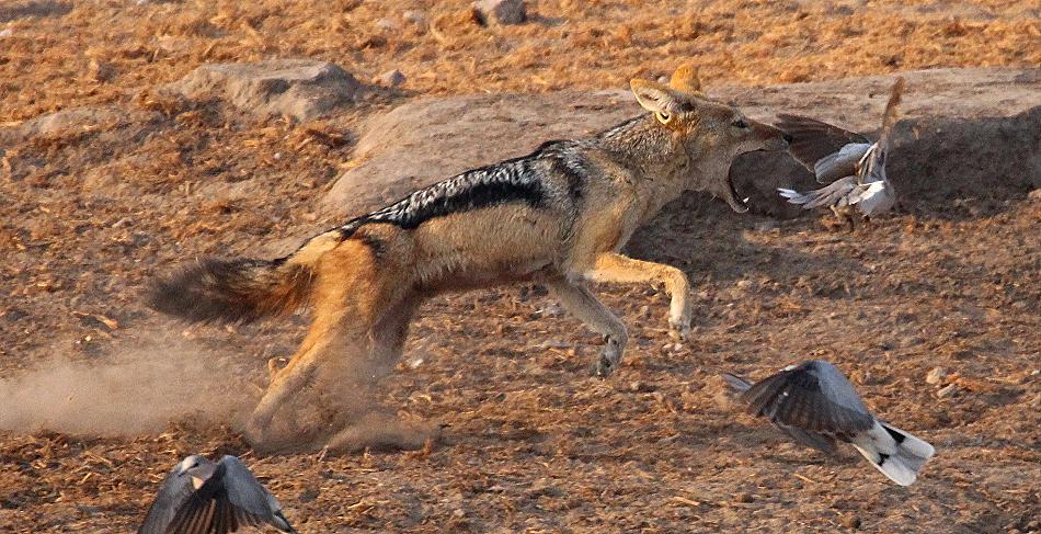 Schabrackenschakal jagt Tauben