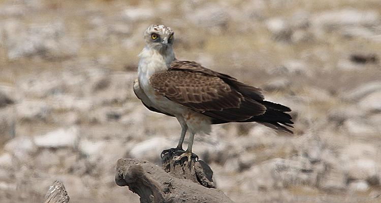 Schlangenadler (Circaetus gallicus)