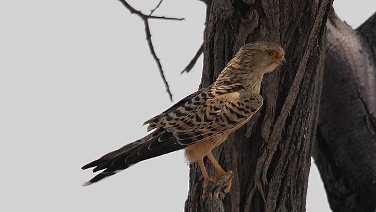 Steppenfalke (Falco rupicoloides)