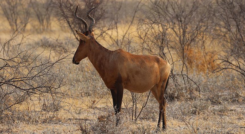 Rote Kuhantilope - Kaama (Alcelaphus buselaphus)