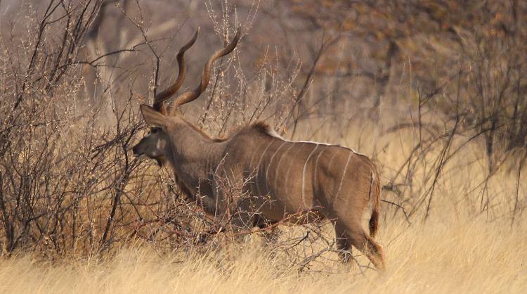 Große Kudu (Tragelaphus strepsiceros)