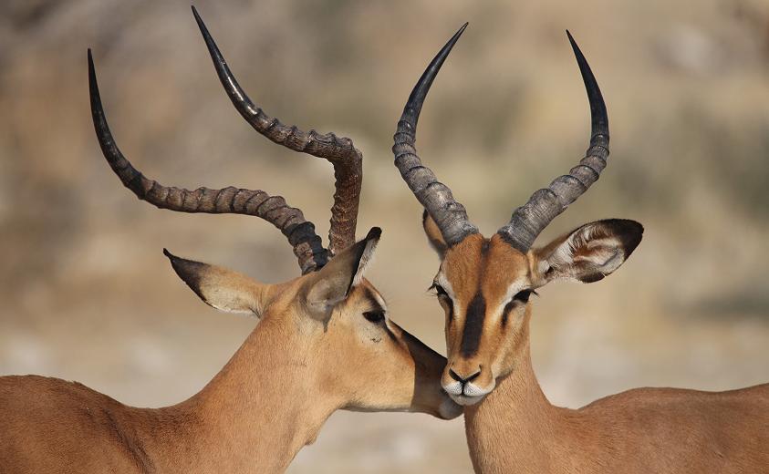 Schwarznasen-Impala (Aepyceros melampus petersi)