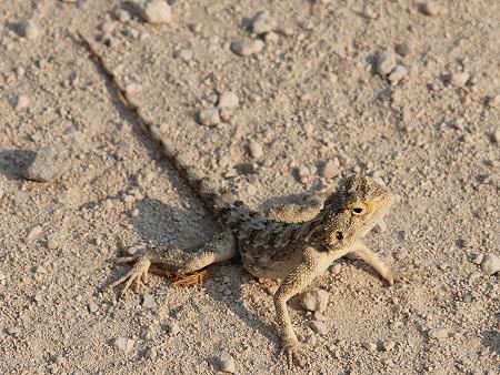 Boden Agame (Agama Aculeata Aculeata)