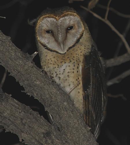 Afrika-Graseule (Tyto capensis)