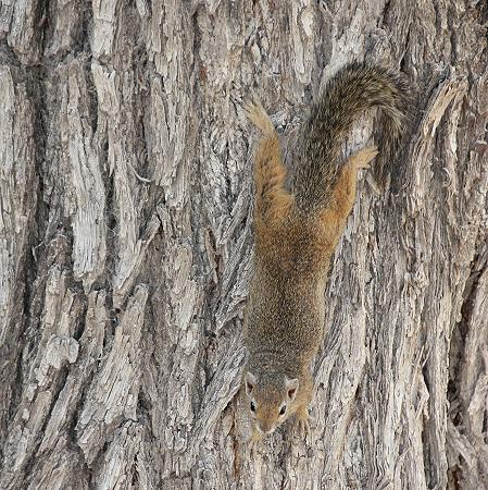 Smith-Buschhörnchen (Paraxerus cepapi)