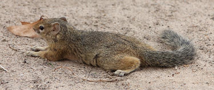 Smith-Buschhörnchen (Paraxerus cepapi)