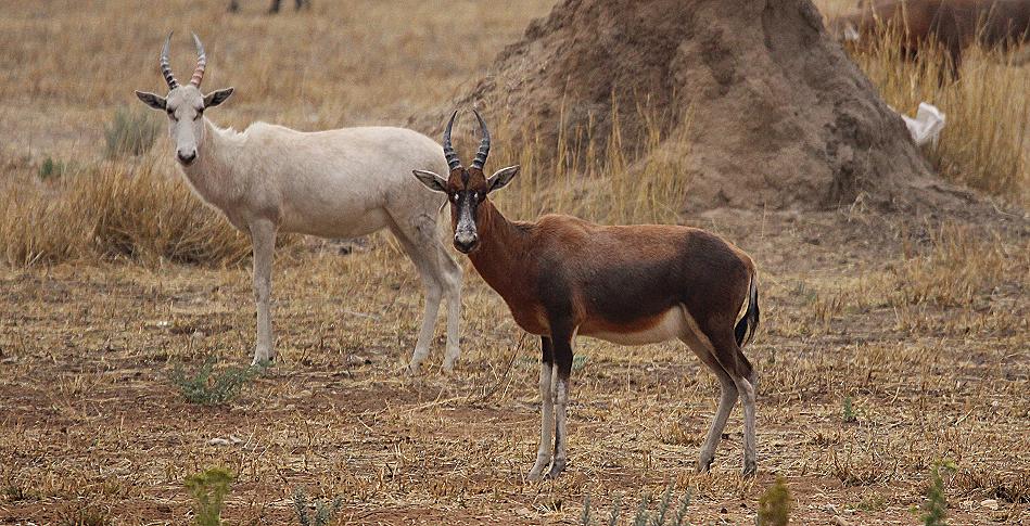 Blessbock (Damaliscus phillipsi)