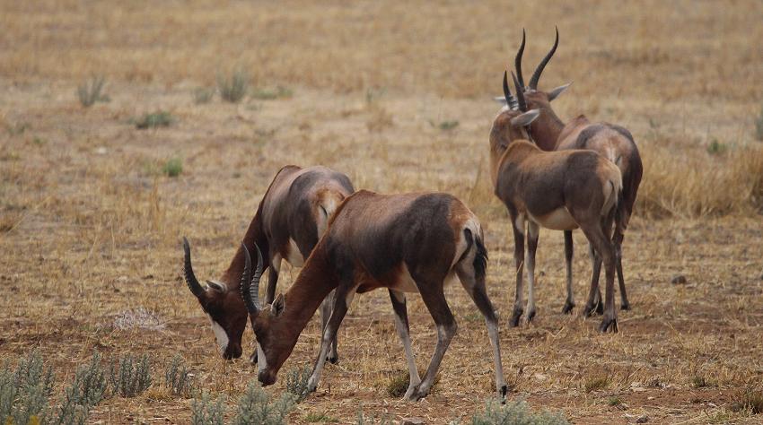 Blessbock (Damaliscus phillipsi)