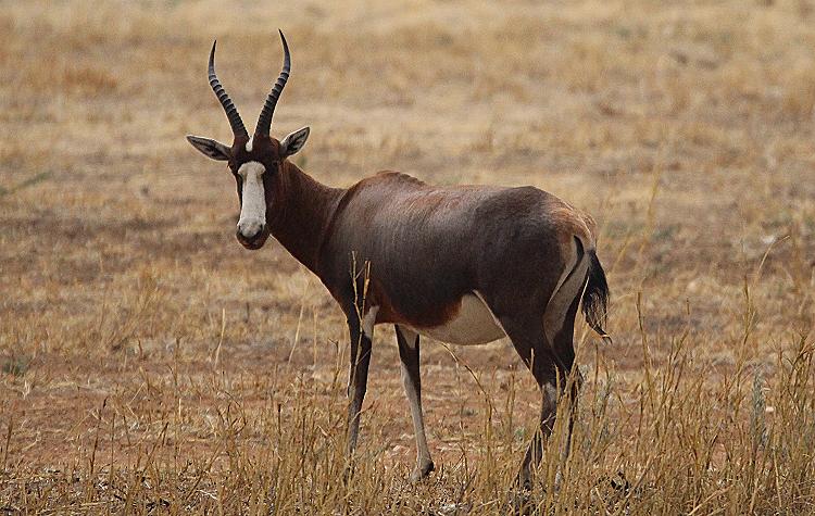 Blessbock (Damaliscus phillipsi)