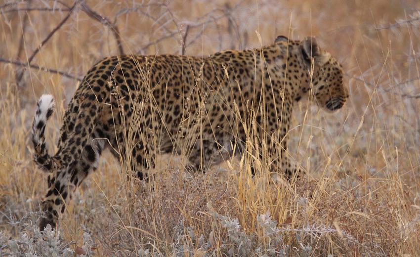 Leopard (Panthera pardus)