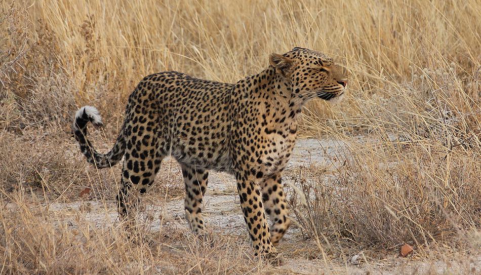 Leopard (Panthera pardus)