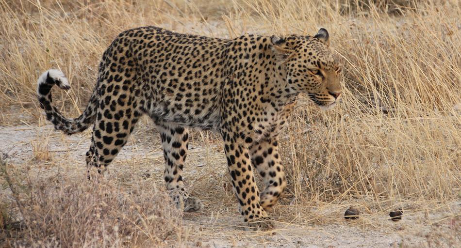 Leopard (Panthera pardus)