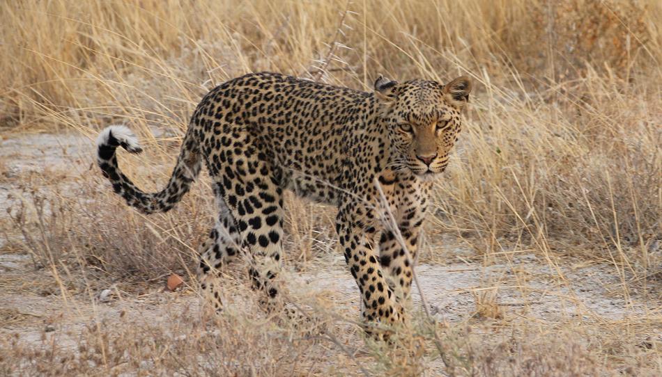 Leopard (Panthera pardus)