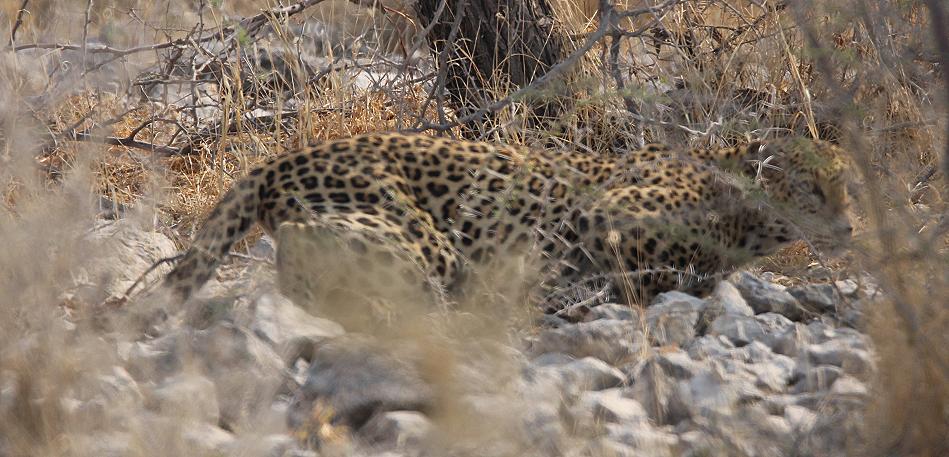 Leopard im Etoscha Park