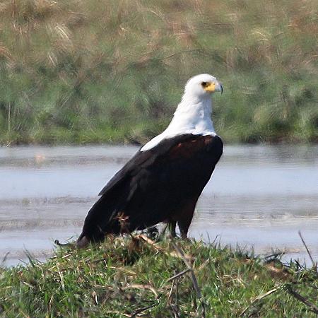 Schreiseeadler (Haliaeetus vocifer)