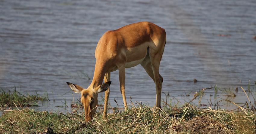 Impala Weibchen (Aepyceros melampus)