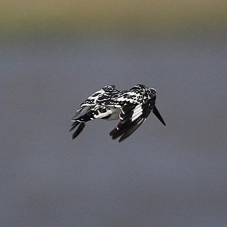 Graufischer (Ceryle rudis)