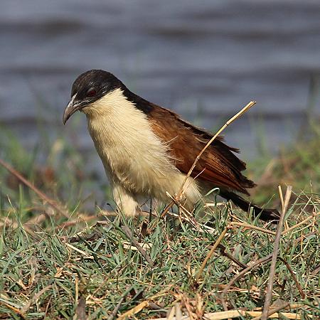 Mönchskuckuck (Centropus monachus)