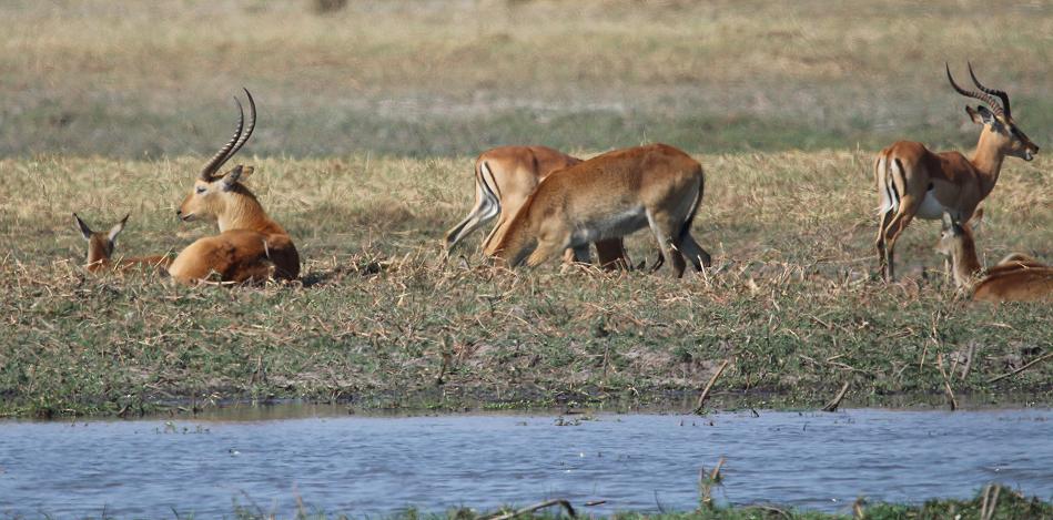 Lechwe und Impala Antilopen