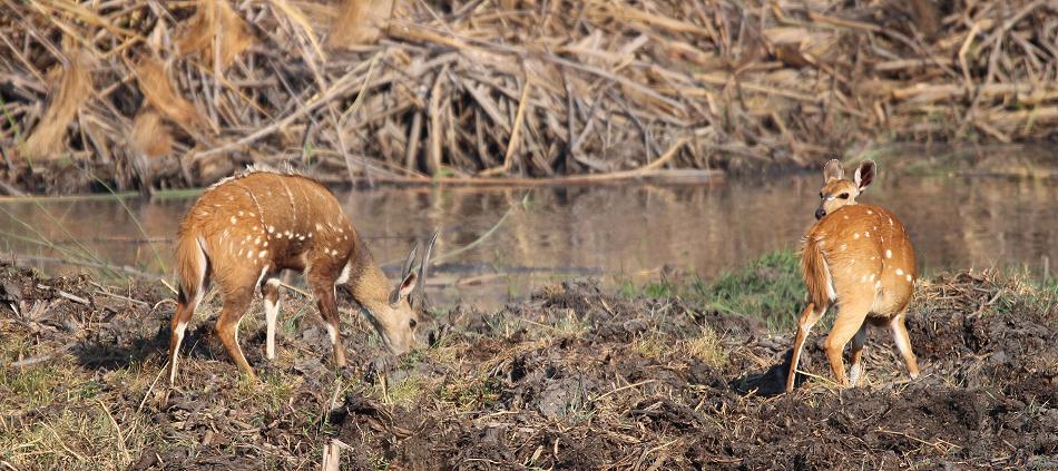 Cape bushbuck (Tragelaphus sylvaticus)