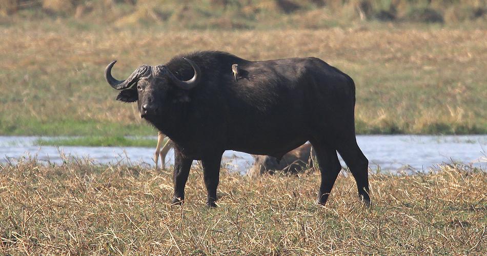 Kaffernbüffel (Syncerus caffer)