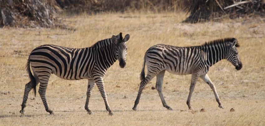 Steppenzebras