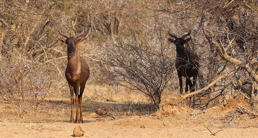 Tsessebe {Damaliscus lunatus lunatus}