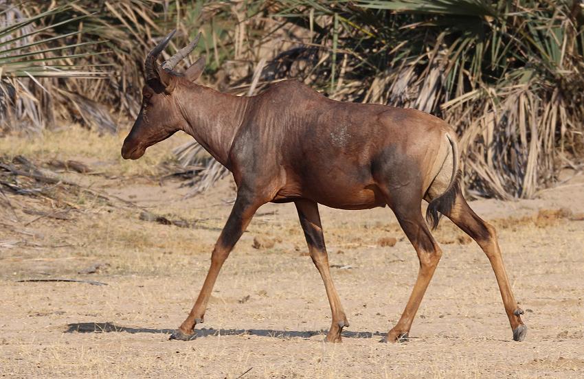 Tsessebe {Damaliscus lunatus lunatus}