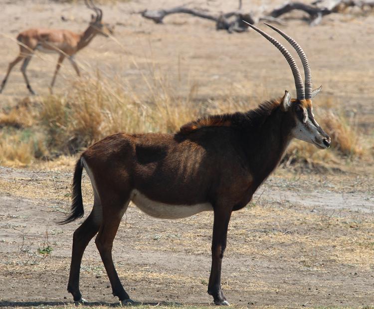 Rappenantilope (Hippotragus niger) 