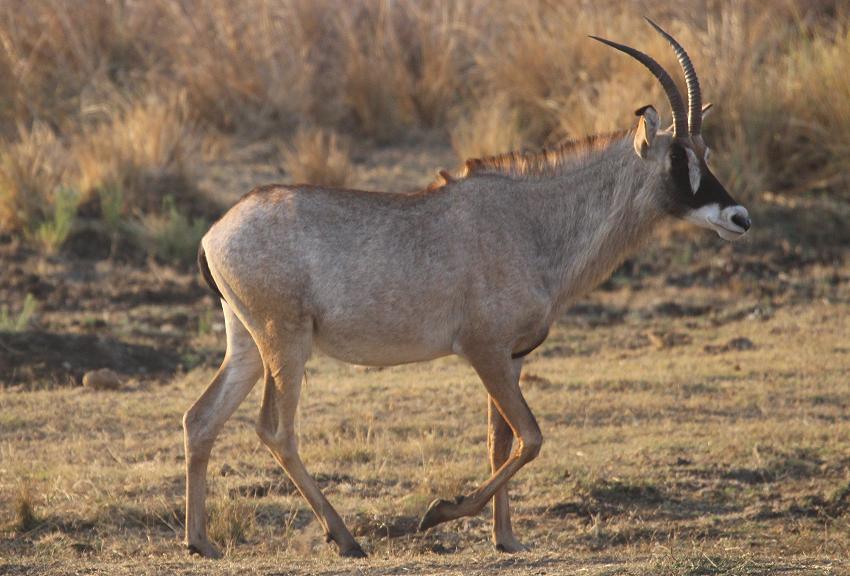 Roan oder Pferdeantilope (Hippotragus equinus)