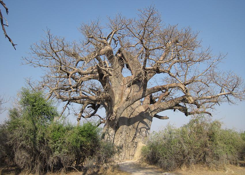 Baobab oder Affenbrotbaum (Adansonia digitata)