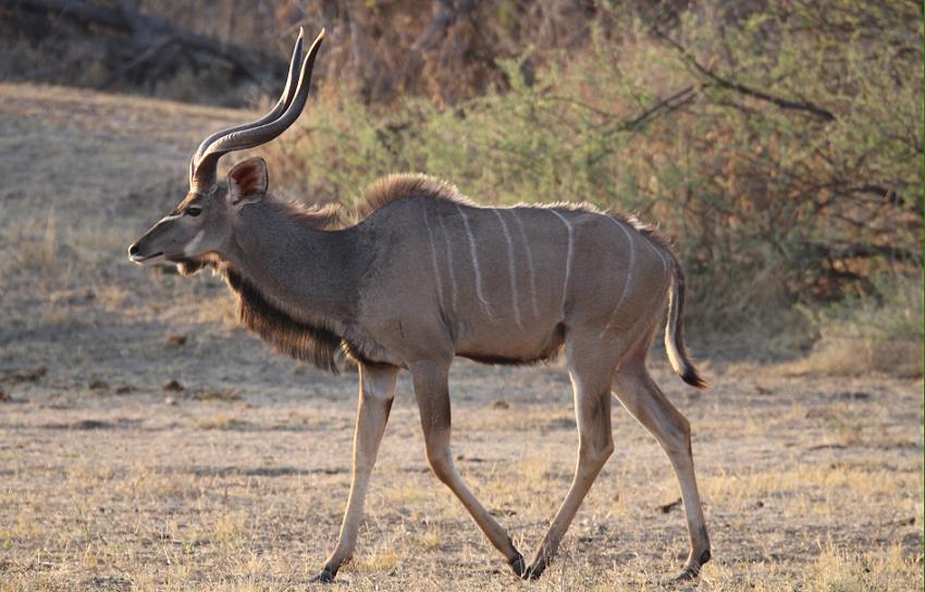 Großer Kudu (Tragelaphus strepsiceros)