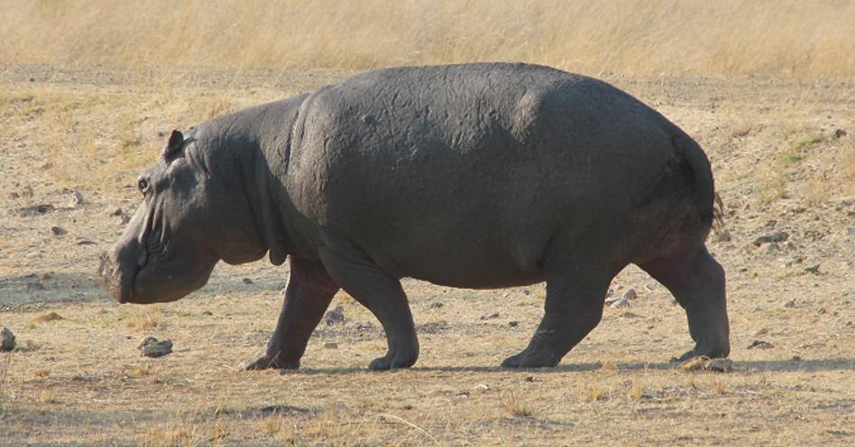 Bwabwata National Park - Mahango Core Area