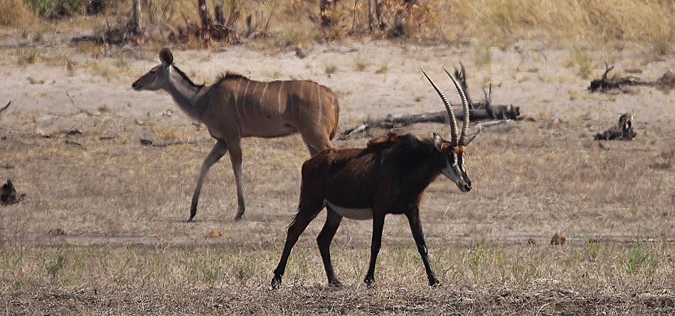 Groß Kudu Weibchen und Rappenantilope