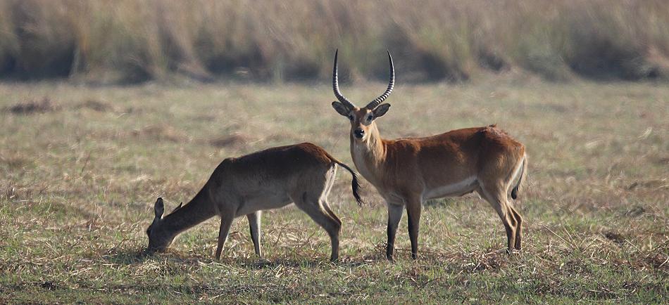 Lechwe (Kobus leche)