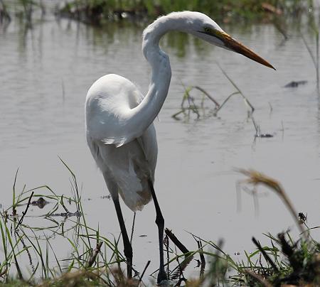 Silberreiher (Egretta alba)