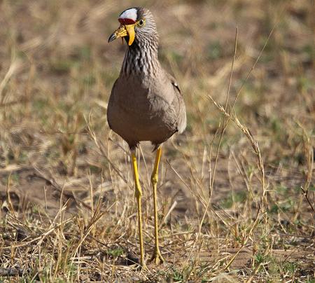 Senegalkiebitz (Vanellus senegallus lateralis)