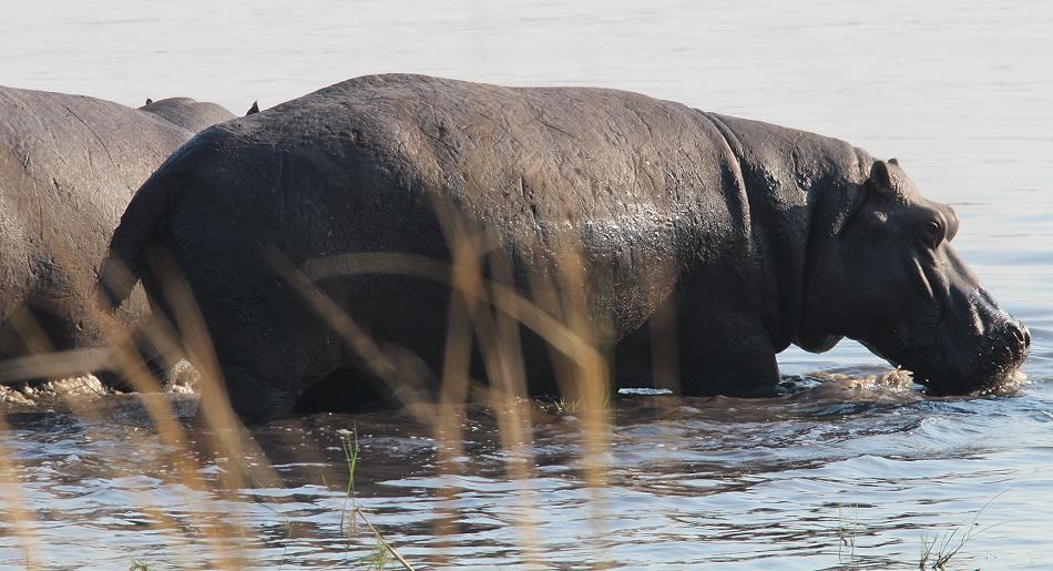 Flusspferd im Kavango