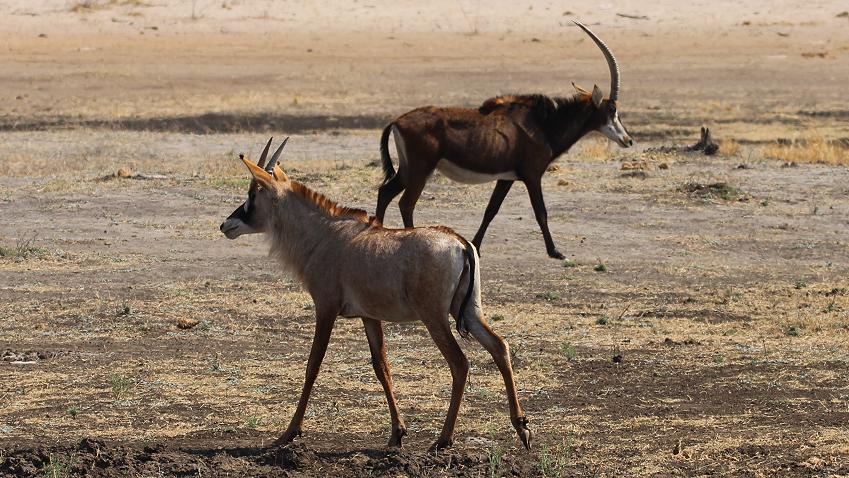 Roan und Pferdeantilope