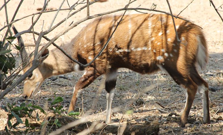 Cape bushbuck (Tragelaphus sylvaticus)