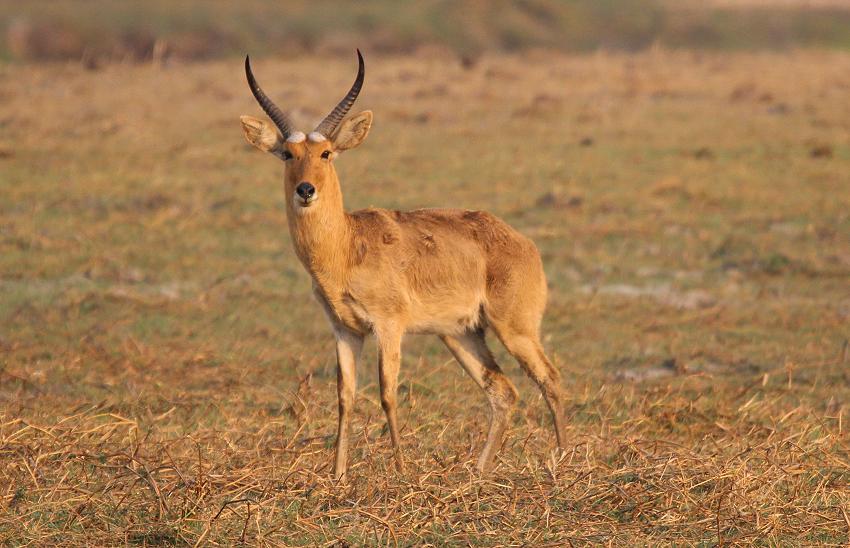 Großriedbock 1,0(Redunca arundinum)