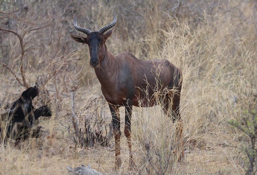 Tsessebe {Damaliscus lunatus lunatus}