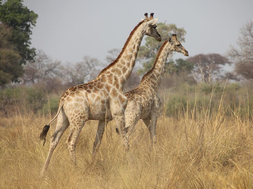 Angola-Giraffen (Giraffa camelopardalis angolensis)